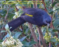 Black-and-yellow Silky-flycatcher - Phainoptila melanoxantha