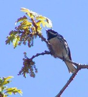 Black-throated Gray Warbler - Dendroica nigrescens