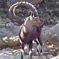 Nubian Ibex