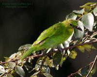 Greater Green Leafbird - Juvenile