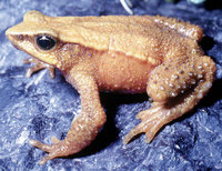 : Atelopus mucubajiensis; Yellow Frog of Mucubaji