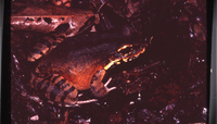 : Leptodactylus knudseni; Knudsen's Thin-toed Frog