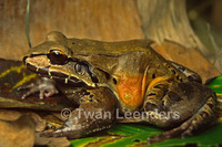 : Leptodactylus savagei; Savage's Thin-toed Frog