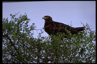 : Aquila nipalensis; Steppe Eagle