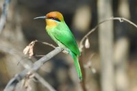 : Merops boehmi; Bohm's Bee-eater