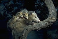 : Didelphis virginiana; Opossum