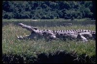 : Crocodylus niloticus; Nile Crocodile, Mamba