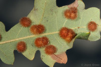 : Sphaeroteras trimaculosum; Woollybear Gall Wasp;