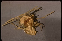 : Olios sp.