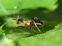 Formica rufa - Red Wood Ant
