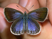 Polyommatus icarus f. caerulea - Common Blue