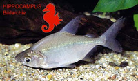 Citharinus citharus citharus, Moon fish: fisheries, aquarium