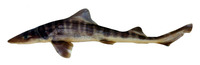 Mustelus fasciatus, Striped smooth-hound: fisheries