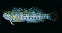 Entomacrodus decussatus, Wavy-lined blenny: aquarium