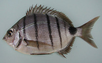 Diplodus sargus lineatus, : fisheries