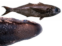Cubiceps capensis, Cape fathead: fisheries