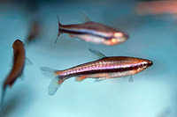 Nannostomus beckfordi, Golden pencilfish: aquaculture, aquarium