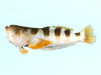 Ichthyscopus fasciatus, Banded stargazer:
