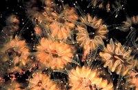 Eusmilia fastigiata - Smooth flower coral