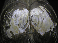 Sinanodonta woodiana - Adventive swan-mussel