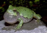Image of: Hyla versicolor (gray treefrog)