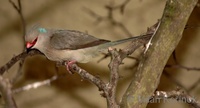 Urocolius macrourus - Blue-naped Mousebird