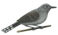 Image of: Cercomacra cinerascens (grey antbird)