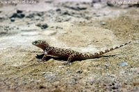 Hemidactylus turcicus - Mediterranean Gecko