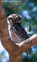 Spotted Owlet - Athene brama