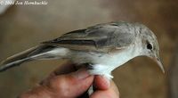 Olivaceous Warbler - Hippolais pallida