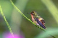 Tufted Coquette - Lophornis ornatus