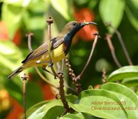 Olive-backed Sunbird - Cinnyris jugularis