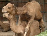 A Pair of Camels