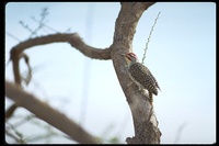: Dendropicos fuscescens; Cardinal Woodpecker