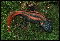 : Tylototriton kweichowensis; Red-tailed Knobby Newt