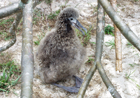 : Phoebastria immutabilis; Lysan Albatross Chick