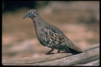: Zenaida galapagoensis; Galapagos Dove