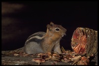 : Spermophilus lateralis; Golden-mantled Ground Squirrel