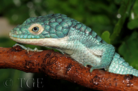 : Abronia graminea