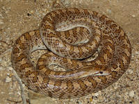 : Arizona occidentalis; Western Glossy Snake