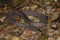 : Mehelya capensis; Cape File Snake