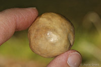 : Trichoteras vaccinifoliae; Oak Apple Wasp