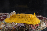 : Peltodoris nobilis; Pacific Sea-lemon