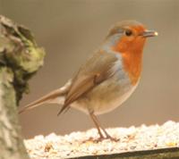 붉은가슴울새(english robin)