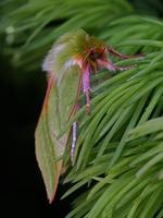 Pseudoips prasinana - Green Silver-lines