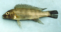 Lepidiolamprologus cunningtoni, : aquarium