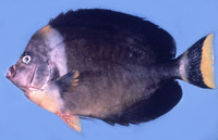 Chaetodontoplus personifer, Blueface angelfish: aquarium