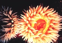 Urticina piscivora - Fish-eating Anemone