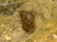 Radix peregra - Wandering Pond Snail