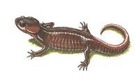 Image of: Ambystoma gracile (northwestern salamander)